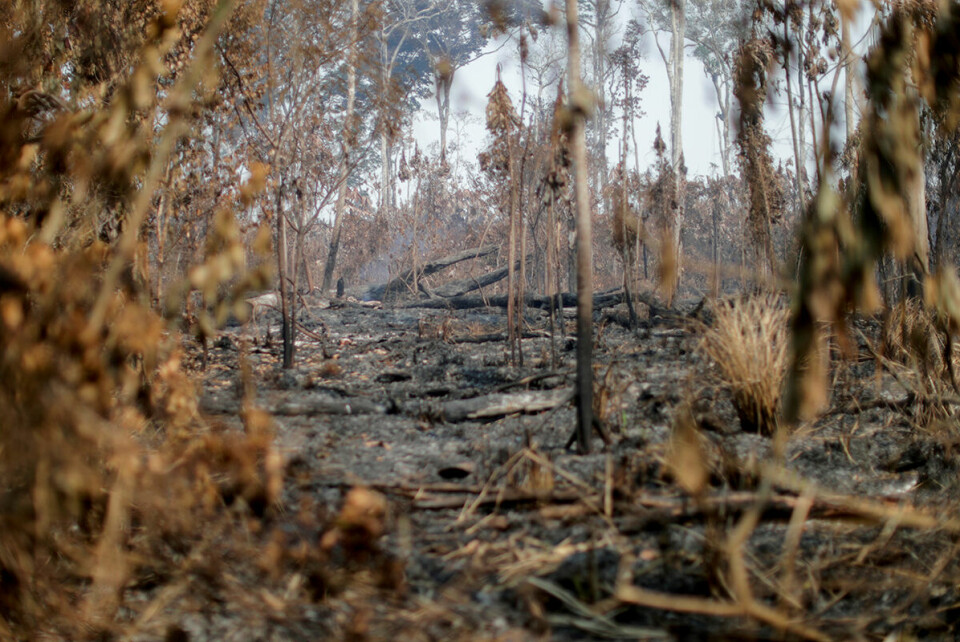 Ødelagt skog nær Apui, i delstaten Amazonas, i Brasil i august 2020. Foto: Ueslei Marcelino / Reuters / NTB