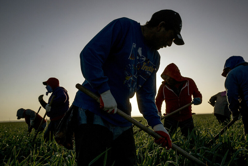 I USA er det ingen føderal lov som pålegger arbeidsgivere å tilby gårdsarbeidere vann og skygge, selv om heteslag fortsetter å være en viktig årsak til arbeidsrelaterte dødsfall i USA. Foto: NTB scanpix