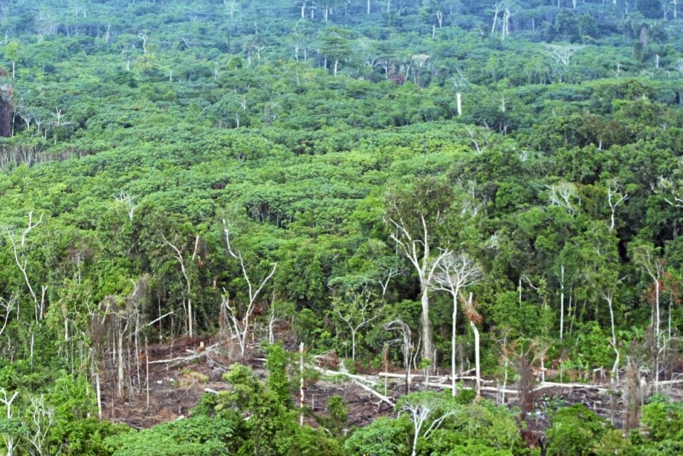 Den amerikanske miljøorganisasjonen WWF USA skal i perioden 2016 til 2020 motta 77.5 millioner kroner i norsk støtte for å blant annet bidra til å bevare regnskog i Kongo. I 2017 fikk toppsjefen i organisasjonen over 12 millioner kroner i lønn og godtgjørelser. Foto: Ole Mathismoen/NTB Scanpix.