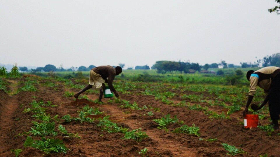 Til tross for at det er mer tørke og ekstremvær enn før, kan afrikanske bønder fortsatt skape produktive jobber og økonomisk vekst, ifølge en ny rapport. Alle foto: Kizito Makoye