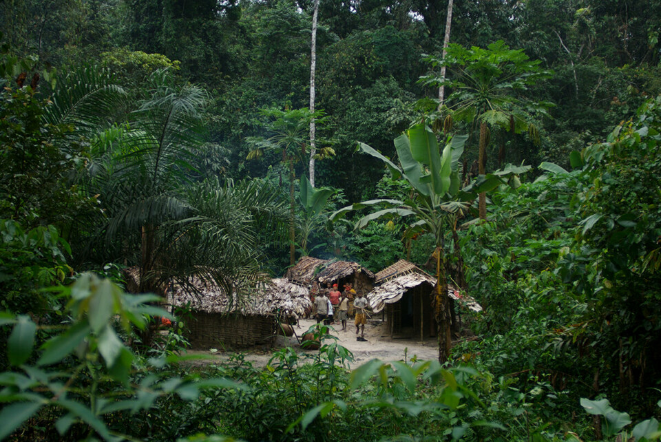 Millioner av mennesker, inkludert flere urfolksgrupper, lever i og av skogen i Kongobassenget. Deres overlevelse avhenger av at dette viktige økosystemet forvaltes på en bærekraftig måte, og de som bor i skogen er ofte en garantist for skogbevaring. Foto: Regnskogfondet