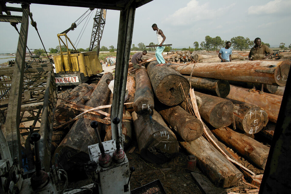 Store deler av regnskogen i Kongobassenget er fortsatt inntakt, men nå frykter en rekke organisasjoner at nye politiske signaler skal øke hogsten i DR Kongo. Ved et havneanlegg i Kinshasa ligger beslaglagt, ulovlig hugget tømmer. Foto: Cyril Ruoso / NPL / NTB