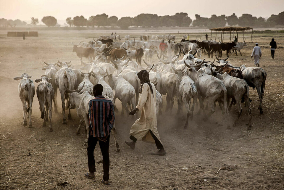 Sammenstøt mellom omreisende Kveg-gjetere og fastboende bønder i Nigerias «midt-belte» har blitt både blodigere og mer politisert de siste årene, der president Muhamaddu Buhari bl.a er anklaget for å gi sin støtte til kveg-eierne. Foto: Luis Tato / AFP / NTB