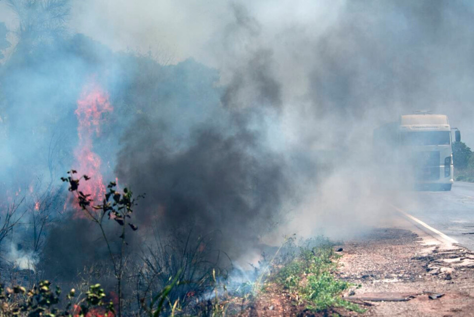 Landbruks- og skogstatene Mato Grosso og Pará – med store kveg- og soyaplantasjer - er fortsatt de to statene i Brasil som har størst avskoging, men avskogingen er redusert. Veiutbygginger er blant de utviklingstiltakene som legger ytterligere press på skogen. Foto: Ken Opprann