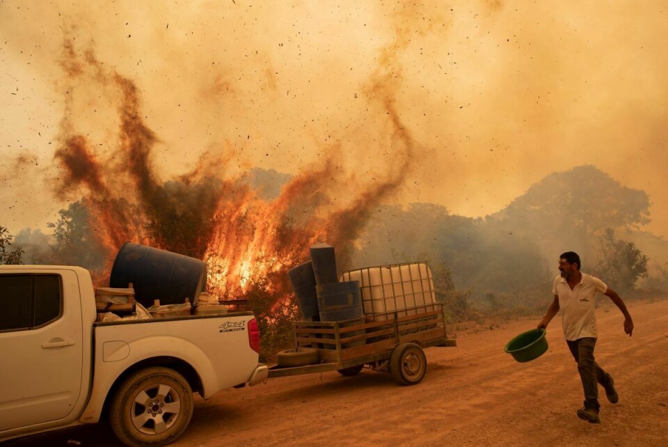 I lokalbefolkningen i Pantanal er mange avhengige av økoturisme, som rammes hardt både av koronapandemien og brannene. Her forsøker en frivillig å slukke en brann ved Transpantaneira-veien i nærheten av Pocone fredag. Foto: Andre Penner / AP / NTB scanpix