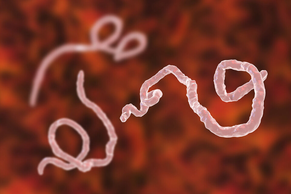 I mikroskopet kan sykdommer være vakre som kunstverk. Men i virkeligheten er det lite skjønt å spore i en epidemi. Her et bilde av ebola-viruset som tok livet av 11 000 mennesker, de fleste i Vest-Afrika i årene 2014-2016. Foto: Science Photo Library/ NTB scanpix