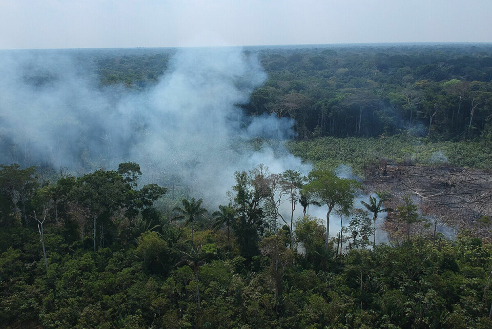 Brasil, som har verdens mest mangfoldige skog - nemlig Amazonas, har de mest truede treartene. Foto: NTB