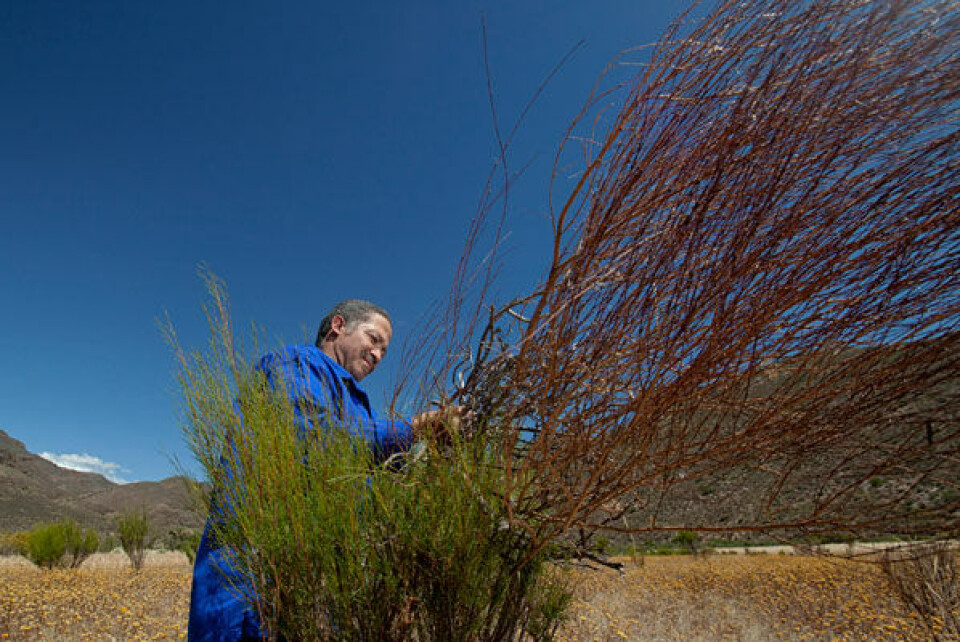 Brain Salamo inspiserer skadene tørken har påført rooibos-plantene i Cederberg-området Sør-Afrika.