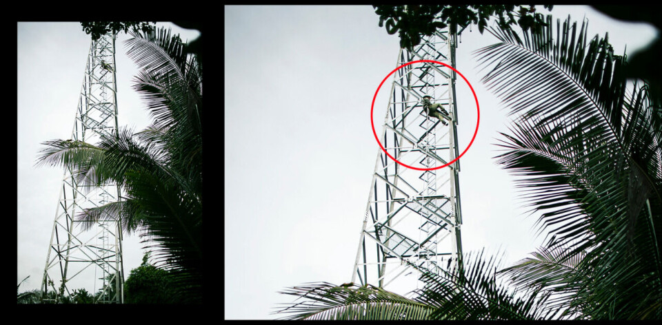 En montør fra en av Telenors underleverandører i Myanmar klatrer usikret til toppen av den førti meter høye masten for å montere en av Telenors antenner, i landsbyen Kyu Sann i Mingalardon. Det er et klart brudd på Telenors eget HMS-regelverk.