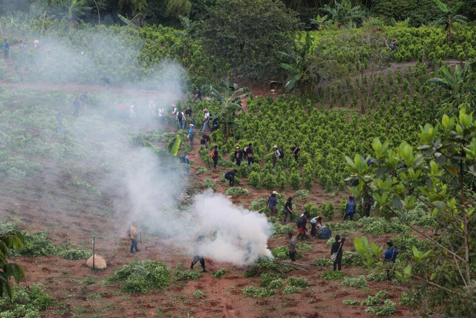 Brenner ned kokaplantasjer: Urbefolkningen river opp kokainplanter og brenner dem for å ta vare på naturen. Disse aksjonene medfører livsfare. Foto: Programa de comunicaciones CRIC