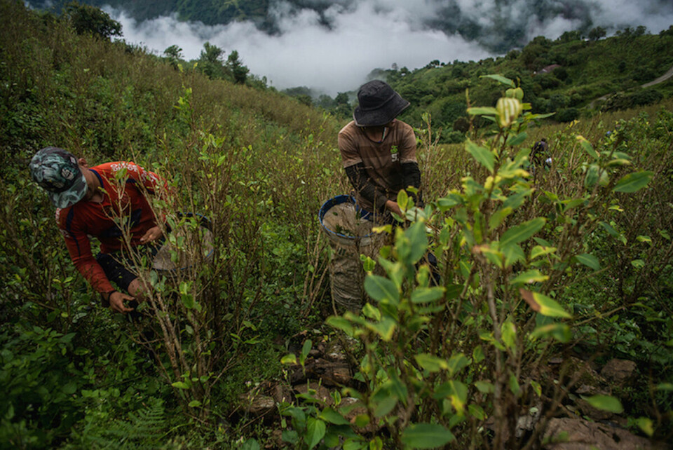 Yeison Zapata (til v.) avbildet mens han ennå arbeidet med å sanke kokablader i fjellene i nordvest-Colombia. Etter fredsavtalen i 2016 ble det slutt på inntektene fra kokaarbeidet, og han måtte søke jobb i byene.