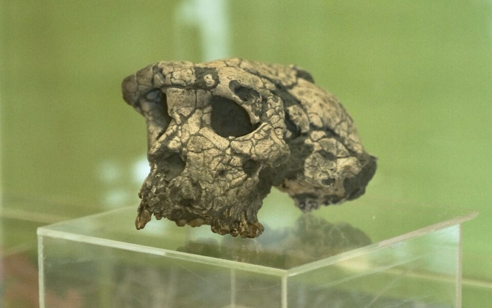Toumai er det eldste eksemplaret av menneskerasen vi kjenner til. Sahenanthropus tchadensis, som han formelt heter, ble funnet i Tsjad i 2002. Toumai er det eldste eksemplaret av menneskerasen vi kjenner til. Sahenanthropus tchadensis, som han formelt heter, ble funnet i Tsjad i 2002.