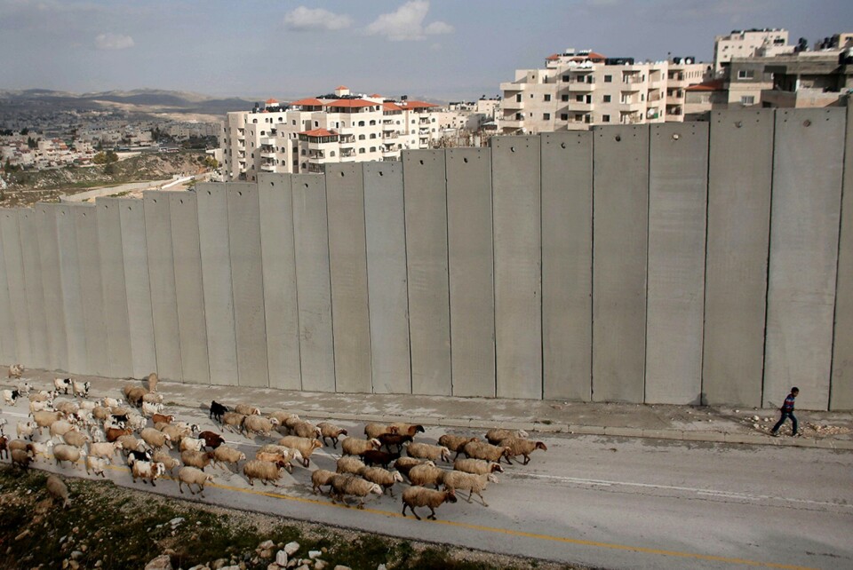 En palestinsk gutt gjeter buskapen sin langs separasjonsmuren nær bosettingen Pisgat Zeev i Øst-Jerusalem. En ny rapport påpeker at Oljefondet har investert i selskaper som bidrar til å opprettholde de israelske bosettingene på Vestbredden. Foto: Ahmad Gharabli / AFP / NTB scanpix