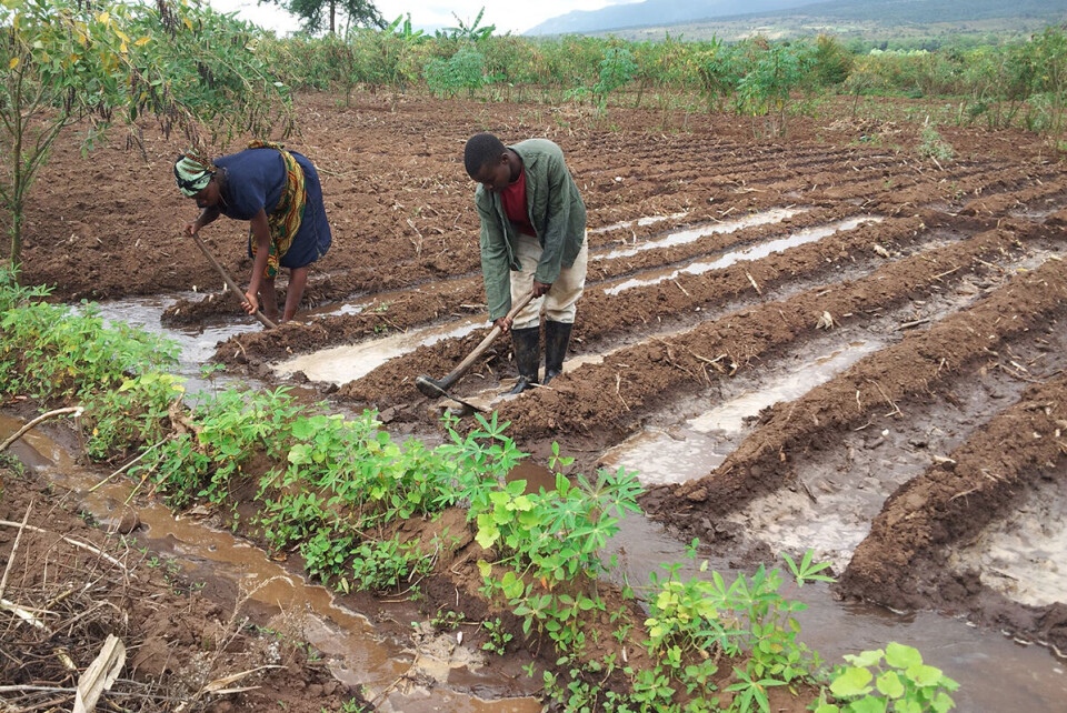 Gode regnforhold og nye vanningsanlegg har bidratt til at Malawi har fått rekordstore maisavlinger. Foto: Raphael Mweninguwe