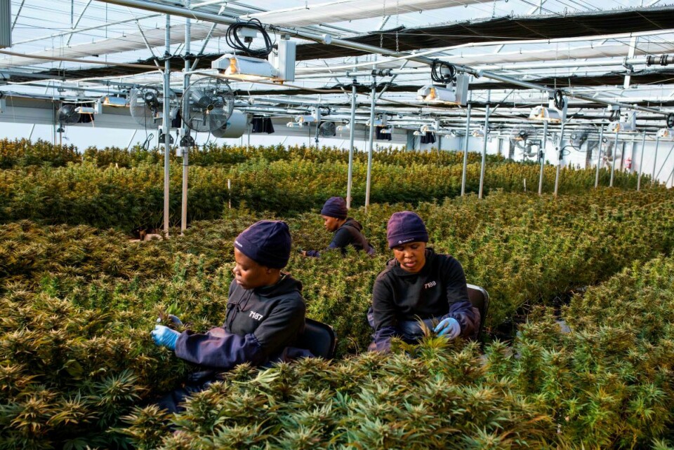 Kvinnelige arbeidere plukker cannabis på et veksthus i Lesotho. Det er et annet firma som nå har fått eksportklarsignal fra EU. Foto: AFP /NTB