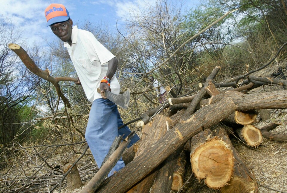 Norad var delaktig i innføringen av Prosopis-treet til Kenya. Her sankes det ved i Baringo-distriktet sentralt i landet.