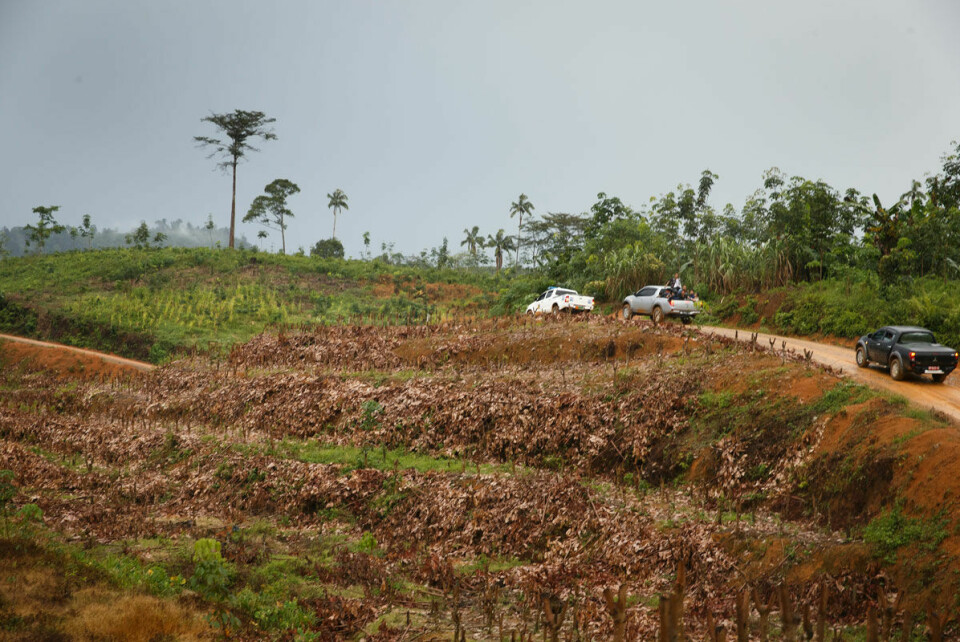 Verdens regnskoger tåler ikke den biodrivstoffpolitikken som mange land fører i dag. Det er blant konklusjonene i en fersk rapport fra Regnskogfondet. Her fra øya Sumatra i Indonesia.