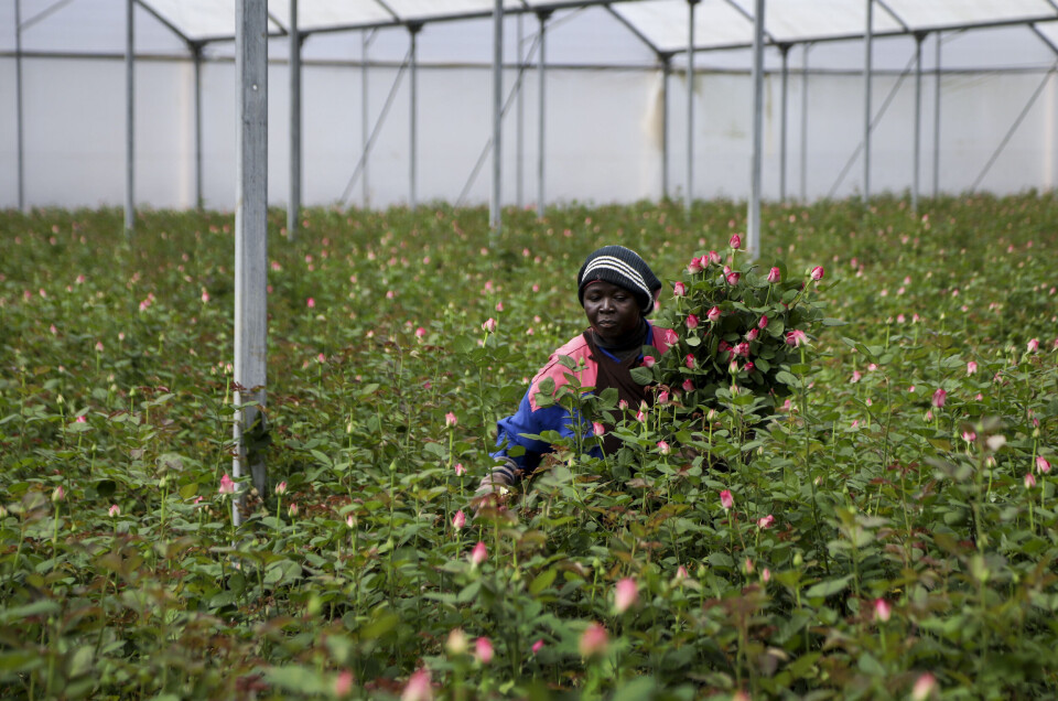 En roseplukker ved Maridadi Flowers Farm i Kenya. Foto: Patrick Ngugi / NTB scanpix