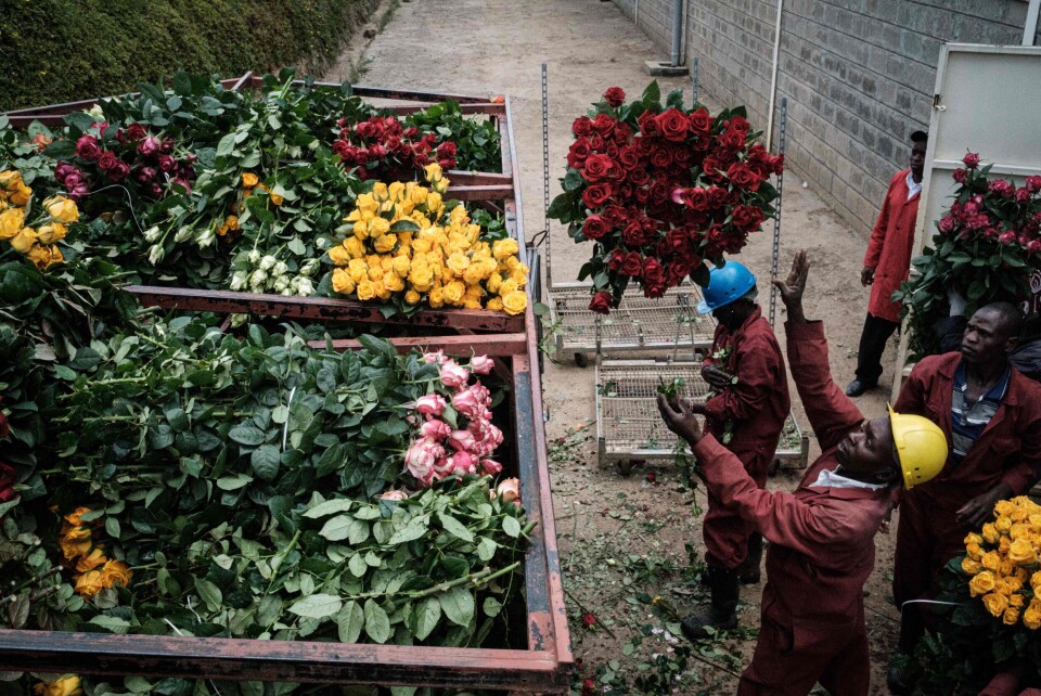 Norsk og europeisk import av roser er kraftig redusert. Det gjør at rosene hoper seg opp på kenyanske lagre. Rosene må kastes etter få dager dersom de ikke er solgt. Her fra farmen Bliss Flora i Kenya. Foto: Yasuyoshi Chiba / NTB scanpix