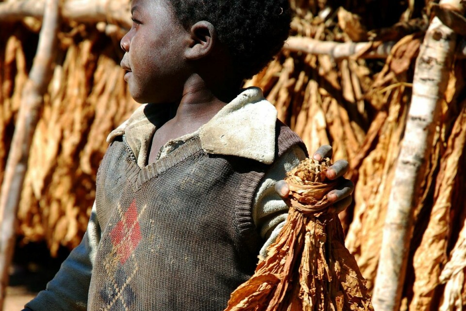 I Malawi fører fattigdom til at barn begynner å arbeide på landets tobakksplantasjer. Nå skal Norge samarbeide med Den internasjonale arbeidsorganisasjonen ILO om å redusere barnearbeid på tobakksgårdene. Foto: Felix Mponda / AFP / NTB
