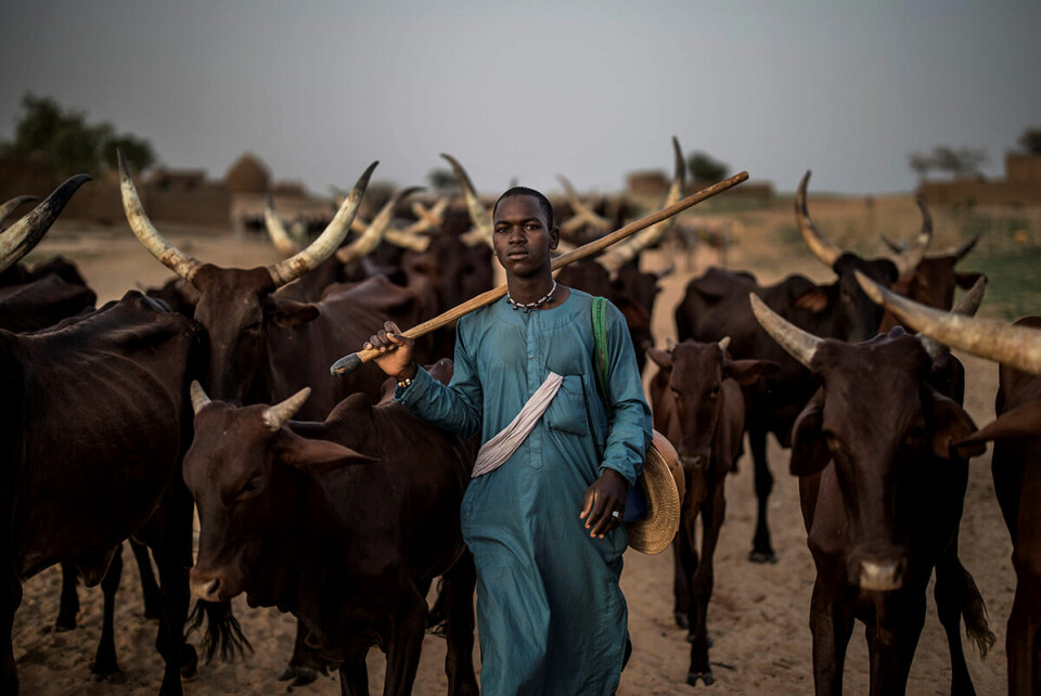 For Wodaabe-folket er kveget selve livsgrunnlaget. De flytter rundt i hele Sahel - fra de sørlige områdene av Niger, gjennom Nigeria, Kamerun, Tsjad, til Den sentralafrikanske republikk - for å finne beite til dyra. Alle foto: Marco Longari / AFP / NTB scanpix