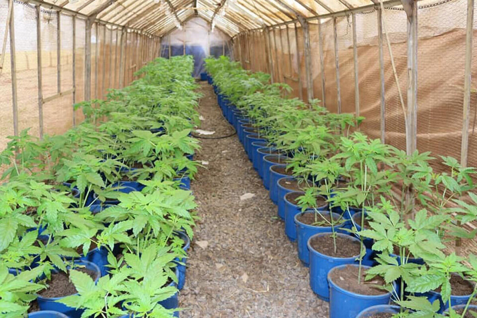 Cannabis kan løfte økonomien i det sørlige Afrika