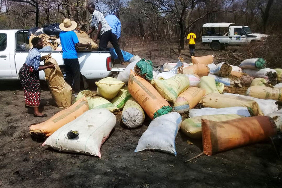 Selv om det er åpnet for kontrollert produksjon av cannabis i Malawi, er det fortsatt stor ulovlig produksjon. Småbønder har ikke råd til å betale de høye avgiftene for å kunne dyrke legalt. Foto: Politiet