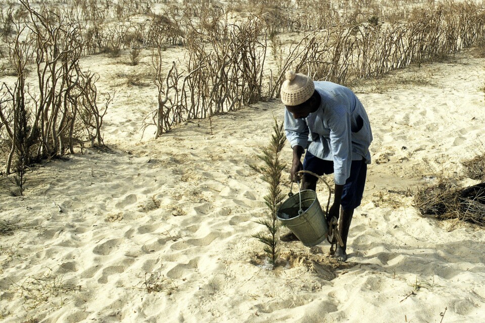 Over ti millioner menensker sulter nå i Etiopia. Klimaendringene har ført til mer tørke, avlingene svikter og dyrene dør.