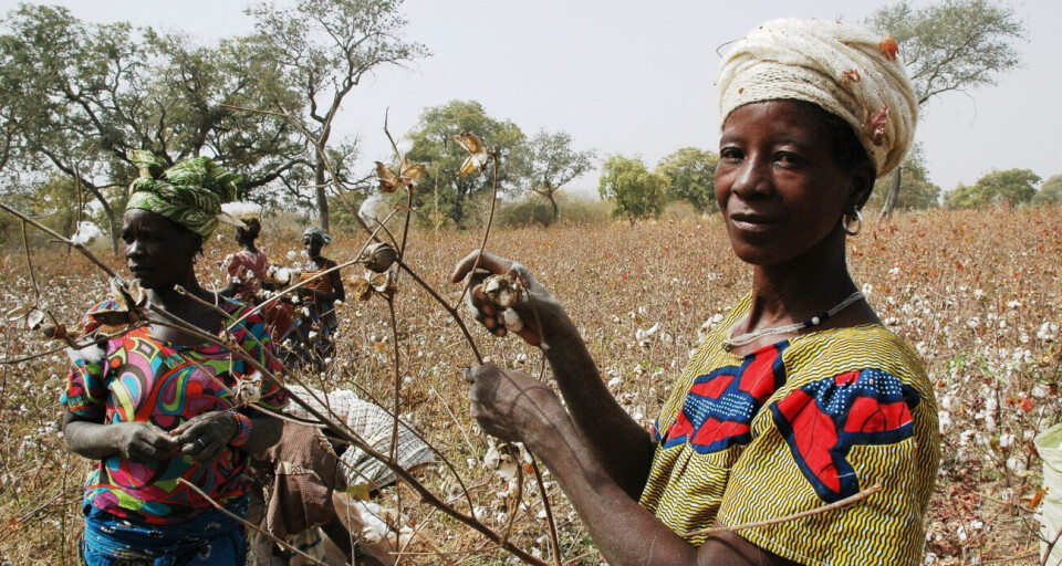 Bomullsbønder i Burkina Faso er blant dem som er ment å skulle kunne dra nytte av tollfritak for MUL-land. Men en NUPI-rapport viser at 'nulltoll' ikke har ført til særlig økt handel med disse landene. Foto: Tirll A. Skarstein