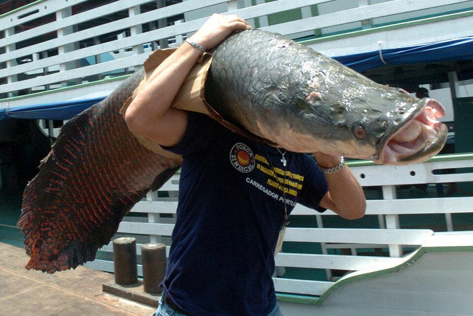 Pirarucu kan vokse 12 kilo i året, er tilnærmet benfri, og kan bli både tre meter lang og 250 kilo tung. Foto: NTB scanpix
