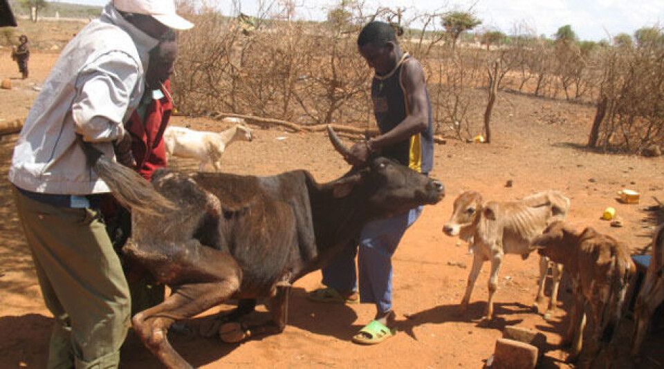 For familiene på Afrikas Horn er det en tragedie når husdyrene dør. Foto: CARE
