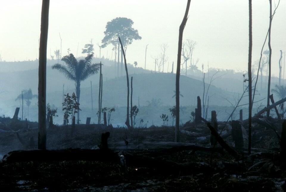 Verdens skoger ødelegges raskere enn de bevares. Norge bør gå i front for en samstemt politikk for skogbevaring, mener Øyvind Eggen, Silje Ask Lundeberg, Christian Steel og Borghild Tønnessen-Krokan. Bildet er fra Amazonas.