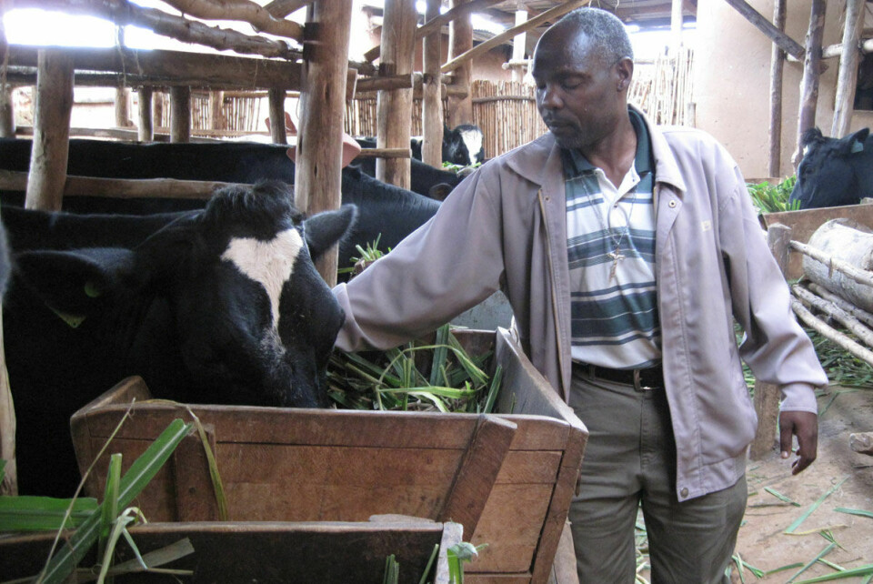 Bonden Mugiraneza Francois i Rwanda har gradvis skaffet seg flere kyr.