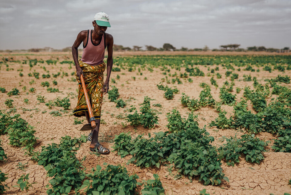 Mot den etiopiske grensen i Etiopia har matplantene sluttet å vokse på grunn av den alvorlige tørken sommeren 2017. Foto: Kristoffer Nyborg, Utviklingsfondet