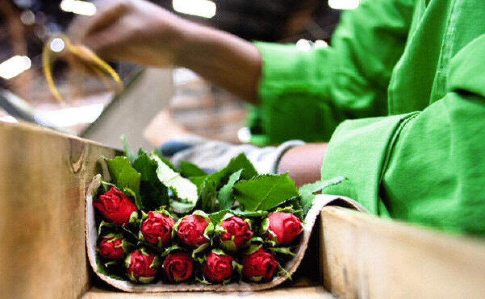 Rosekrigen de fattigste landene taper