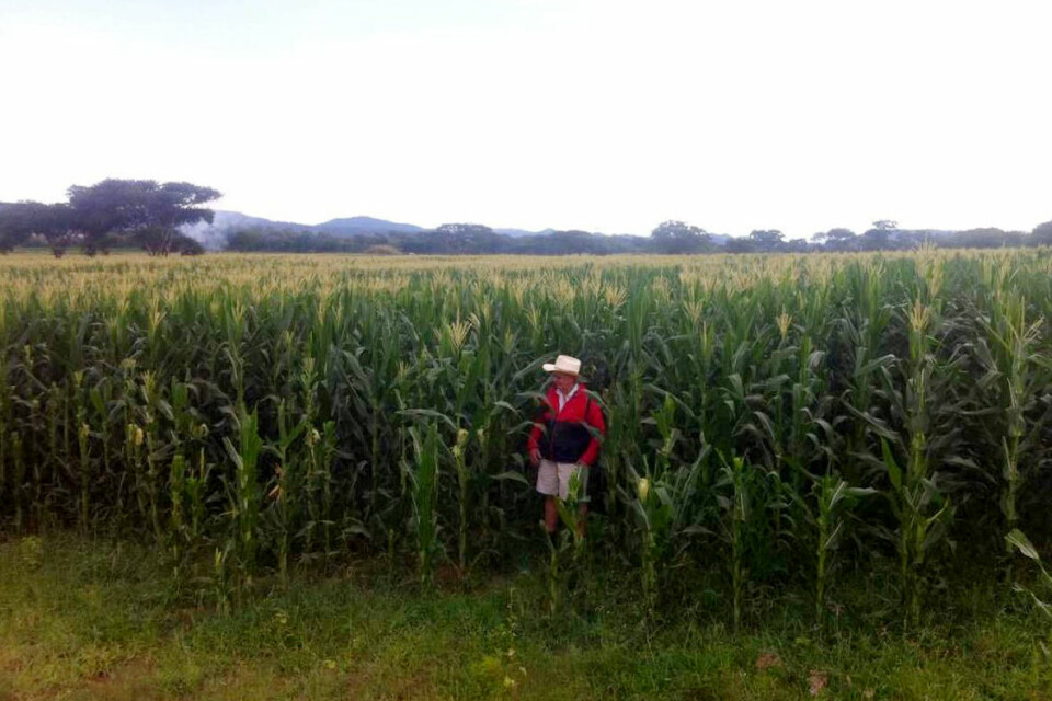 Robert Dyke (67) er tilbake på jorda han en gang eide i Mashonaland-provinsen, nå som leietager. Han dyrker erter og mais. Han holder en lav profil, etter at han ble jaget bort fra farmen for over 20 år siden. Foto: Wilfred Kajese