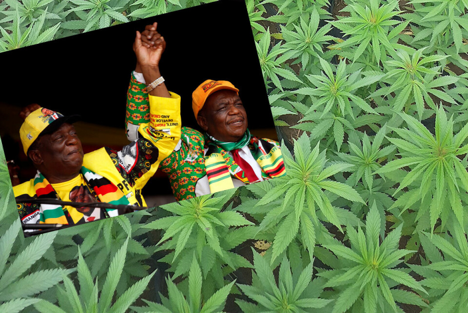 For å få lisens til å dyrke cannabis er det best å ha gode forbindelser til Zimbabwes regjeringsparti og de mektige mennene president Emmerson Mnangagwa og visepresident Constantino Chiwenga (t.h.). Foto: Wilfred Kajese og NTB.