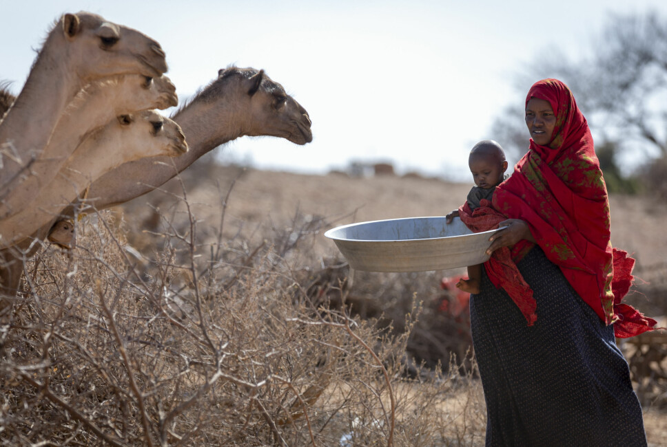 Seksbarnsmoren Hafsa Bedel har alt mistet fire kameler og 25 geiter og sauer. Vann til de gjenværende kamelene må hun nå hente fra en brønn nær landsbyen Sagalo i Somali-regionen.