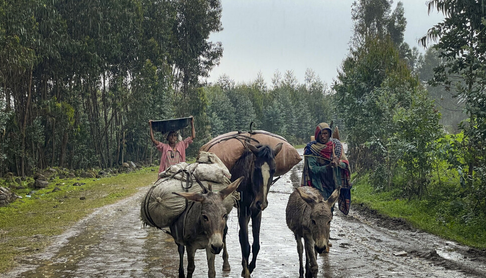 FLYKTER: Lokale innbyggere flykter fra hjemmet sitt i Chenna Teklehaymanot, i Amhara-regionen i nordlige Etiopia.