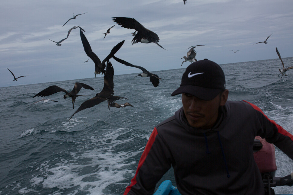 Sjøfugler stuper etter fiskeskjelettene som Junior Ramiro Pérez kaster i vannet på vei tilbake til havnen i Manta. Han utnytter tilbaketuren til å tilberede «flaskefisk»; en type fisk som fungerer godt som agn. Dagens fangst gjør at han kan selge agn for omtrent 20 dollar.
