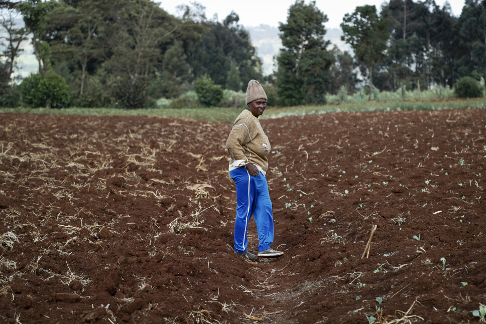 Gårdbruker Monicah Wanjiku på et av jordene hennes i Kiambu utenfor Kenyas hovedstad Nairobi. Ukraina-krigen har presset opp prisene på kunstgjødsel i Kenya og en lang rekke andre land.