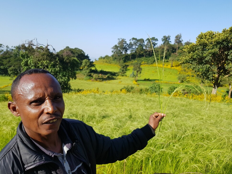 Landbrukseksperten Shanko Firissa viser to ulike teff-sorter fra teff-åkeren i Gindabarat-distriktet i Etiopias Oromia-region. Teff er en viktig fôr- og matplante i Etiopia og Eritrea - og den er dessuten glutenfri. Et nederlandsk selskap fikk et omfattende patent på teff i 2007, noe som ledet til at Etiopia i stor grad sluttet å dele sine genetiske ressurser med internasjonale forskere og plantforedlere.