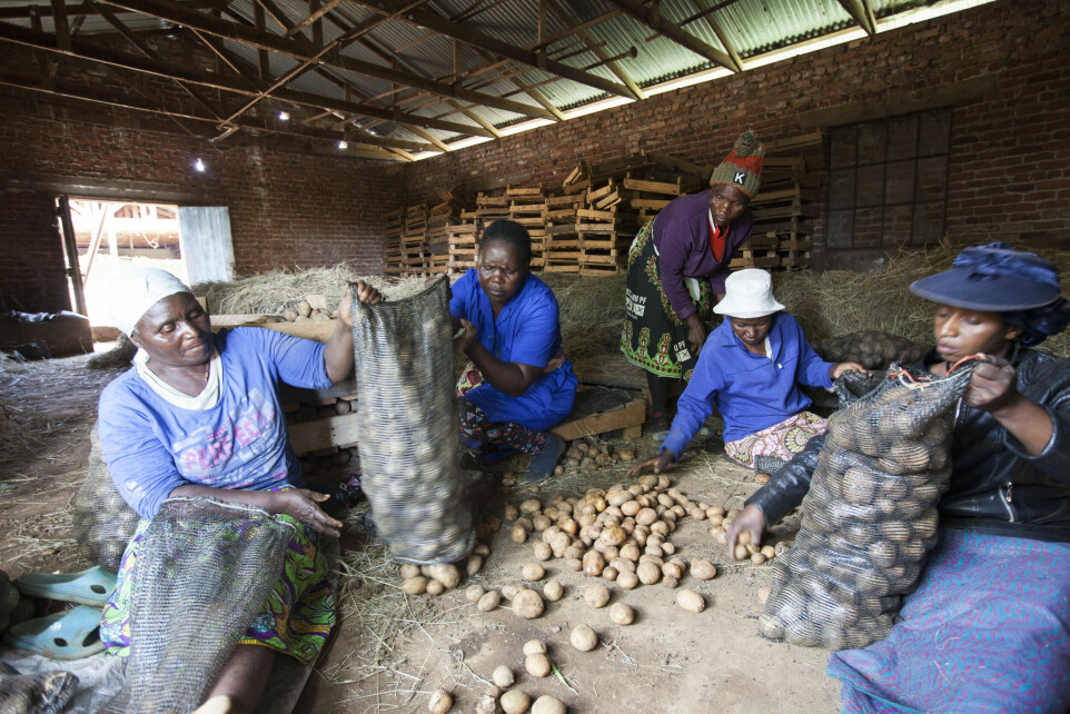 54 år gamle Nelia Chapwati (tv.) har gått sammen med andre kvinner om å dyrke poteter for salg. På det tjener kvinnelaget flere hundre dollar i uka.