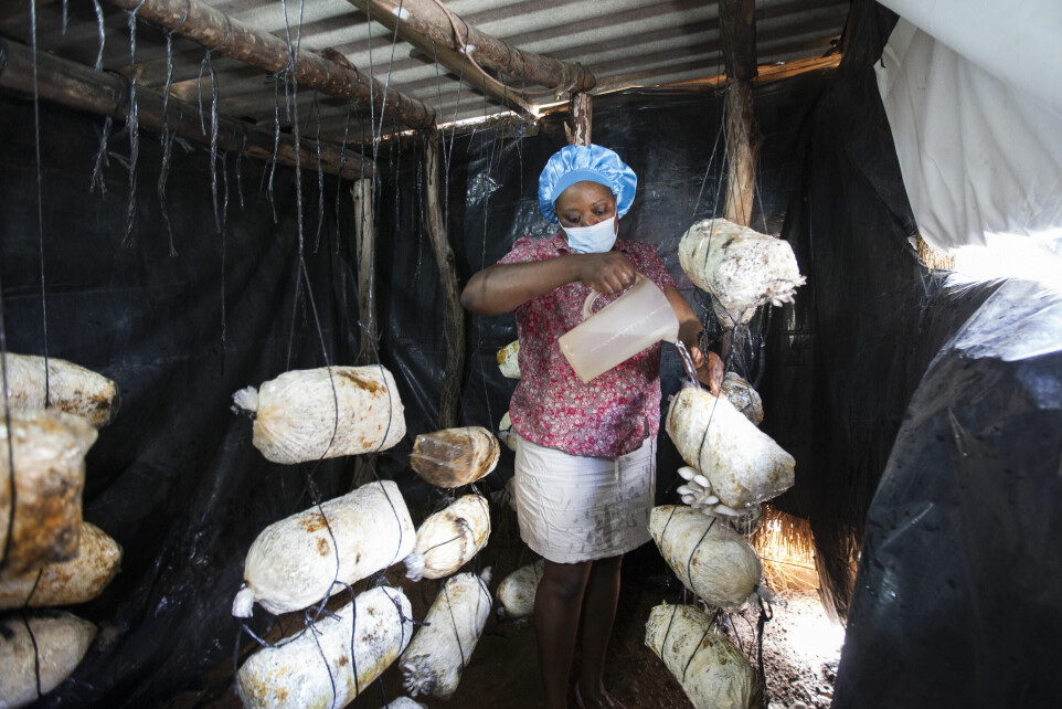 Med kjærligheten til sopp-retter har Laura Muzanenhamo (42) skapt seg et levebrød med å dyrke sopp.