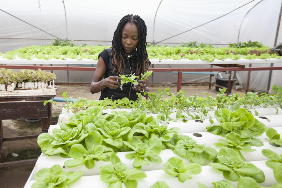 Salat-gründer Tinomudaishe Mukarati (28) er del av den voksende kvinneandelen i Zimbabwes jordbrukssektor.