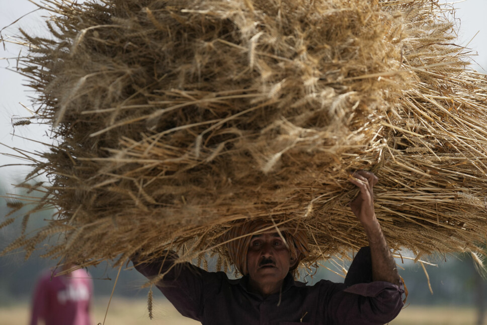 En bonde har høstet hvete i Jammu, India, men avlingene er redusert som følge av hetebølgen som allerede rammet i mars.