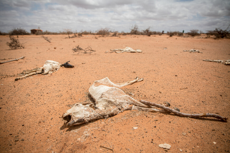 Døde geiter ligger i sanden utenfor Dollow, Somalia. Flere hundre tusen geiter har i den siste tiden mistet livet i Gedo-regionen på grunn av tørke og dårlig tilgang på mat og vann.