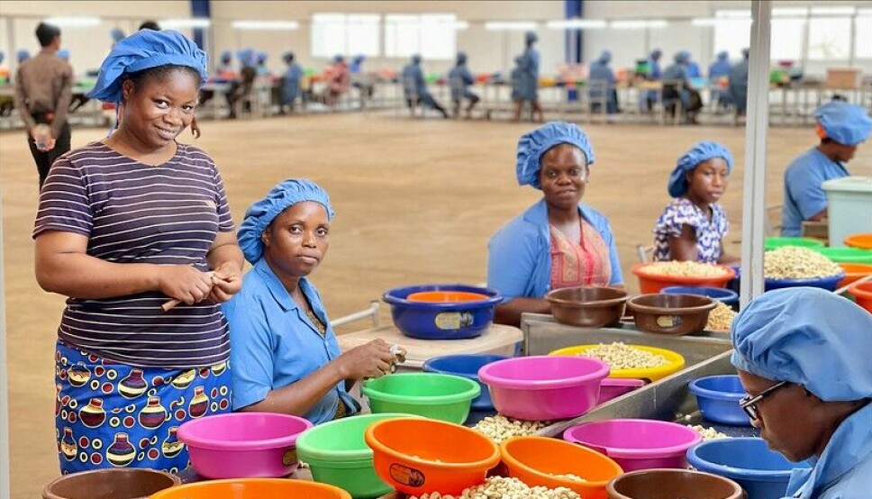 Ansatte ved Valency i Elfenbenskysten renser cashewnøtter. Det afrikanske landet er verdens tredje største produsent av cashewnøtter. Nå investerer Norfund rundt 95 millioner kroner i at mer av nøttene skal foredles lokalt. Målet er det skal skape 2000 arbeidsplasser, gi lokale bønder inntekter samt økte skatteinntekter til myndighetene.