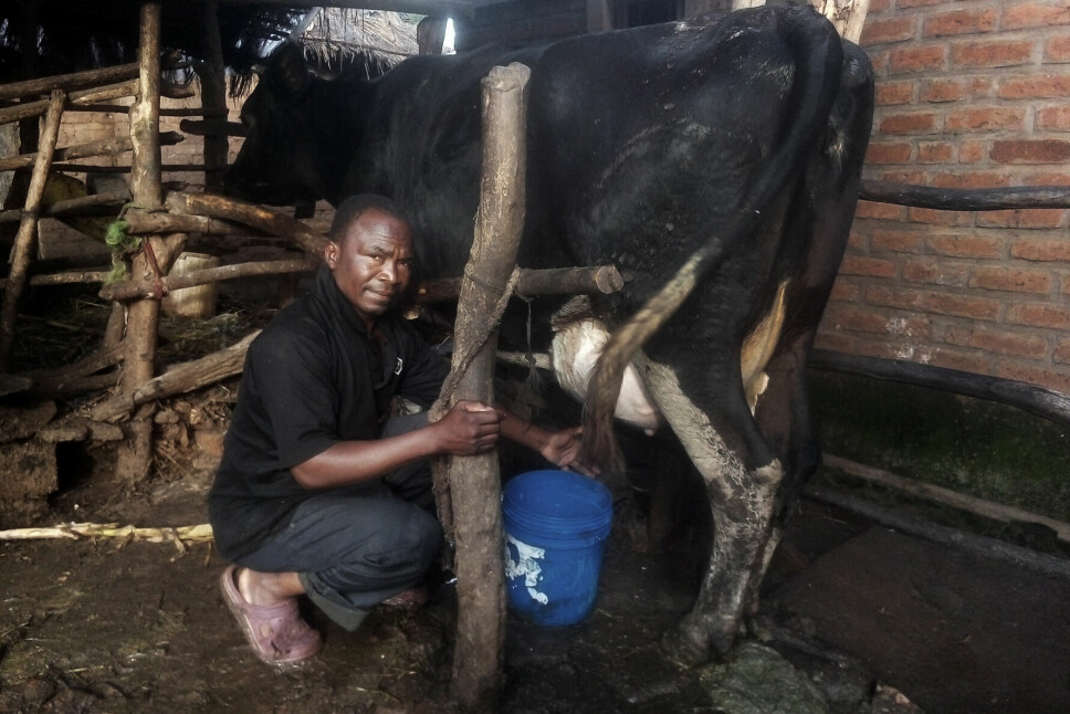 Jekete Lukasi (58) sier Malawis bønder trenger støtte fra givere, regjeringen og private investorer for å styrke melkeproduksjonen
