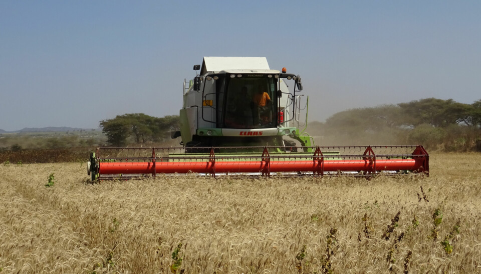 Hveteinnhøsting i Tanzania